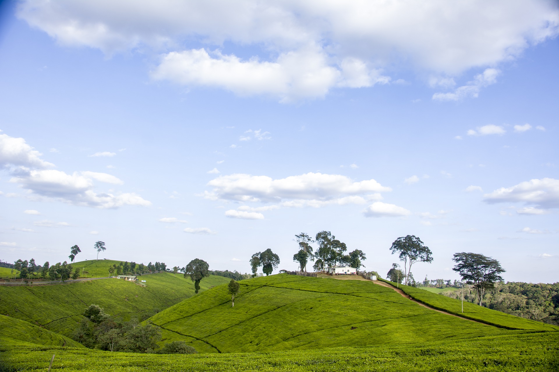 Agriculture: the basis of the Rwandan economy